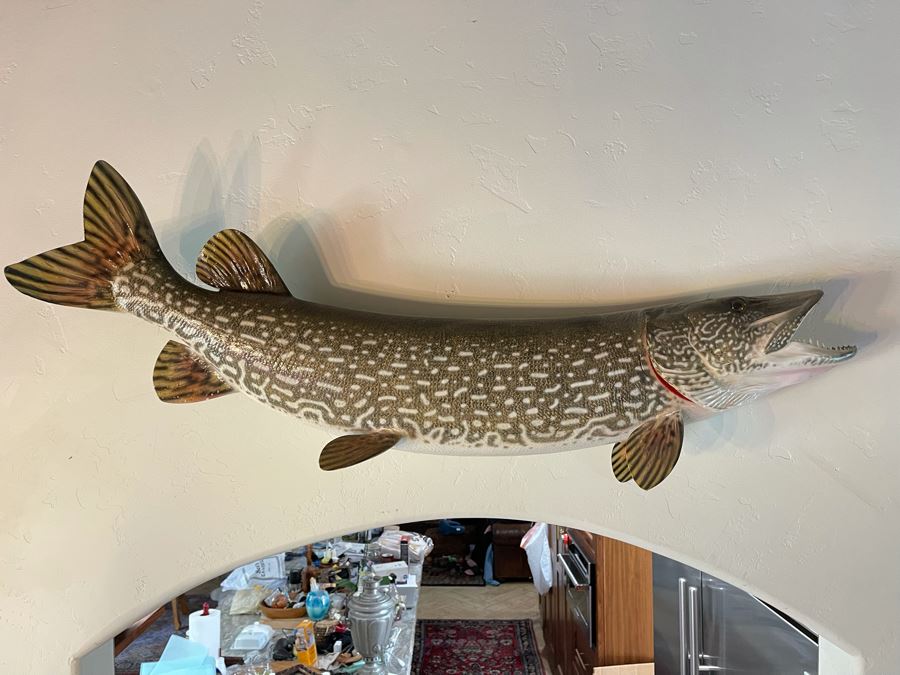 Large Muskie Fish Mount Taxidermy Caught By Client [Photo 3]