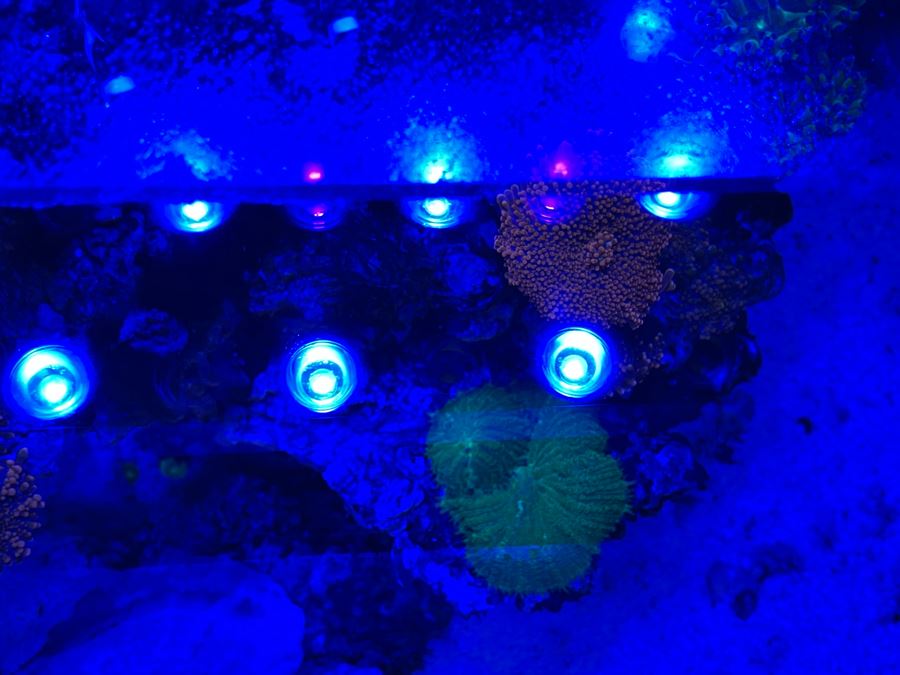 Large Salt Water Aquarium With Fish, Live Coral And Supplies 'NOTE: Pick Up From Carlsbad Home By Apt / May Need To Hire Special Delivery Co' 48W X 17D X 56H [Photo 16]