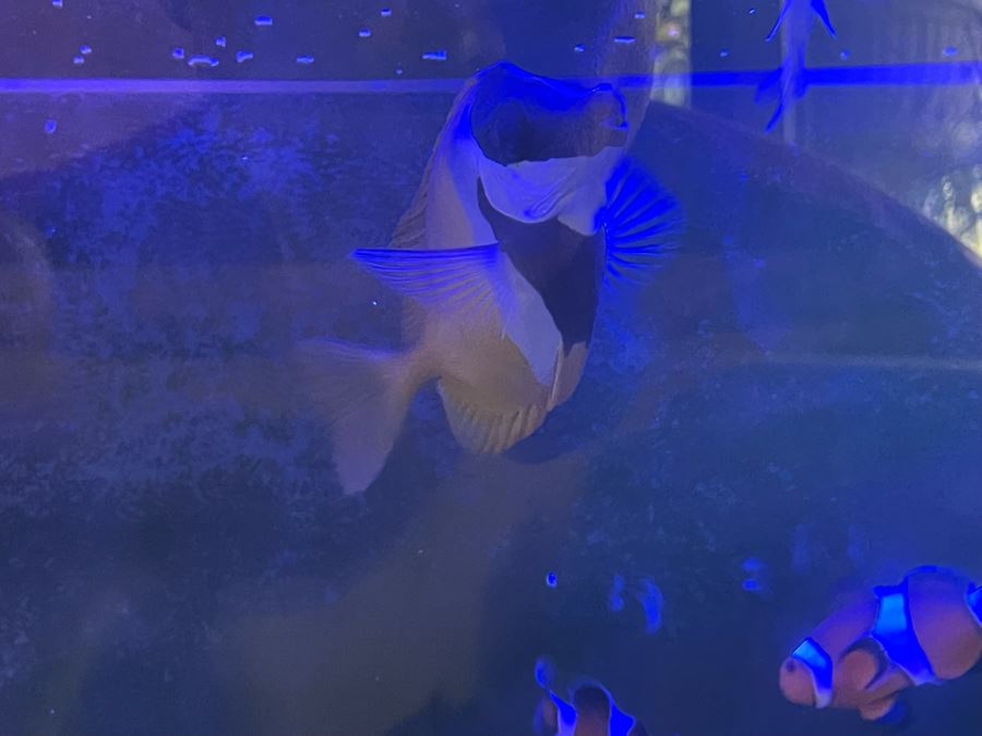 Large Salt Water Aquarium With Fish, Live Coral And Supplies 'NOTE: Pick Up From Carlsbad Home By Apt / May Need To Hire Special Delivery Co' 48W X 17D X 56H [Photo 32]