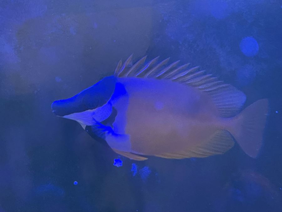 Large Salt Water Aquarium With Fish, Live Coral And Supplies 'NOTE: Pick Up From Carlsbad Home By Apt / May Need To Hire Special Delivery Co' 48W X 17D X 56H [Photo 3]