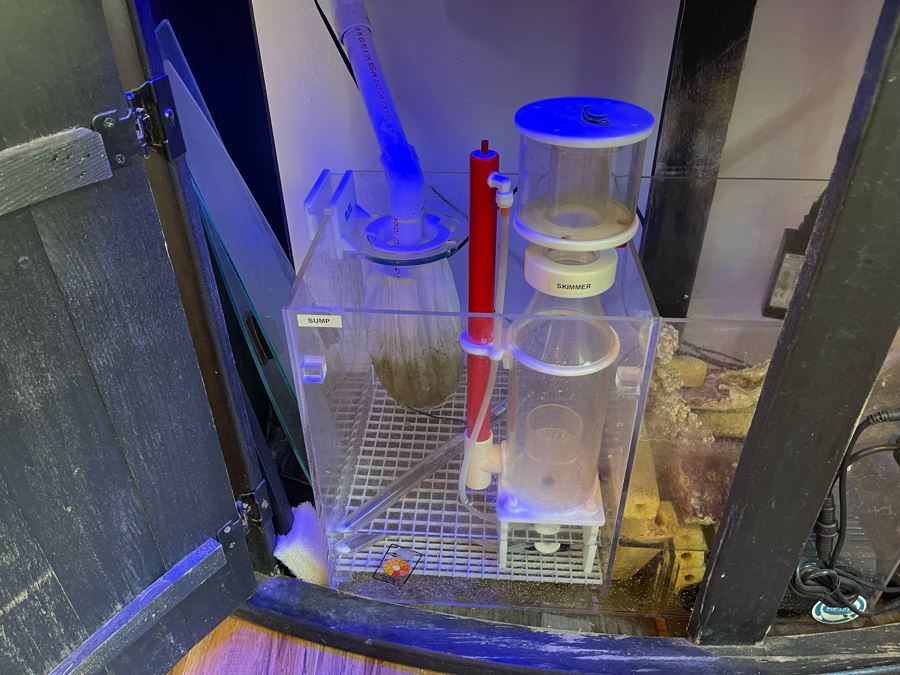 Large Salt Water Aquarium With Fish, Live Coral And Supplies 'NOTE: Pick Up From Carlsbad Home By Apt / May Need To Hire Special Delivery Co' 48W X 17D X 56H [Photo 19]