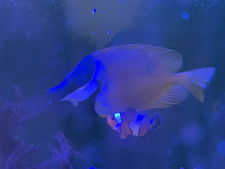 Large Salt Water Aquarium With Fish, Live Coral And Supplies 'NOTE: Pick Up From Carlsbad Home By Apt / May Need To Hire Special Delivery Co' 48W X 17D X 56H [Photo 35]