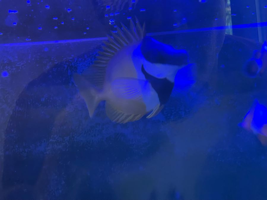 Large Salt Water Aquarium With Fish, Live Coral And Supplies 'NOTE: Pick Up From Carlsbad Home By Apt / May Need To Hire Special Delivery Co' 48W X 17D X 56H [Photo 30]