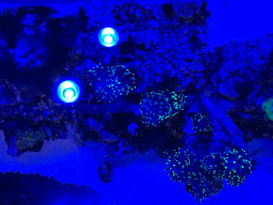 Large Salt Water Aquarium With Fish, Live Coral And Supplies 'NOTE: Pick Up From Carlsbad Home By Apt / May Need To Hire Special Delivery Co' 48W X 17D X 56H [Photo 17]