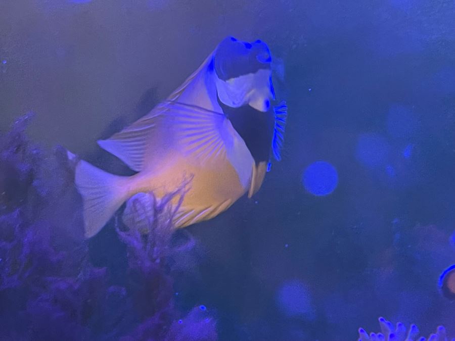 Large Salt Water Aquarium With Fish, Live Coral And Supplies 'NOTE: Pick Up From Carlsbad Home By Apt / May Need To Hire Special Delivery Co' 48W X 17D X 56H [Photo 34]