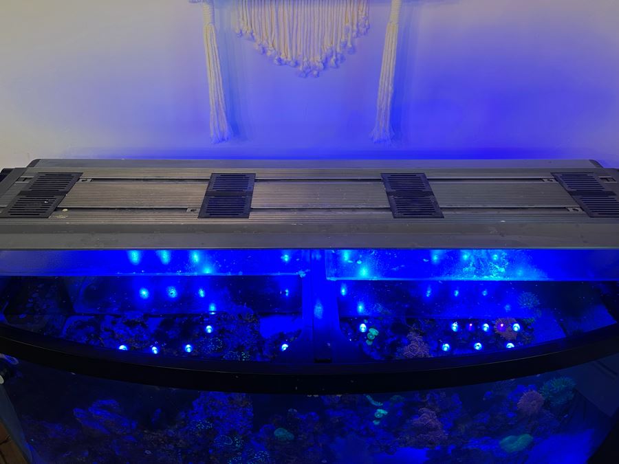 Large Salt Water Aquarium With Fish, Live Coral And Supplies 'NOTE: Pick Up From Carlsbad Home By Apt / May Need To Hire Special Delivery Co' 48W X 17D X 56H [Photo 38]