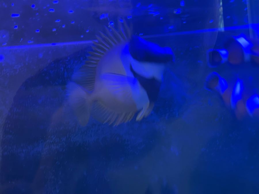 Large Salt Water Aquarium With Fish, Live Coral And Supplies 'NOTE: Pick Up From Carlsbad Home By Apt / May Need To Hire Special Delivery Co' 48W X 17D X 56H [Photo 29]