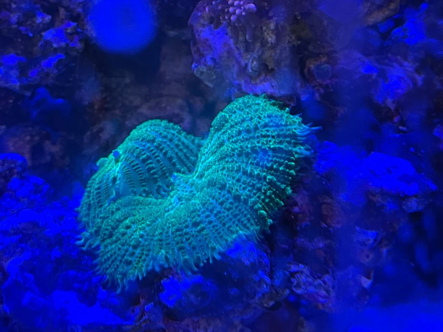 Large Salt Water Aquarium With Fish, Live Coral And Supplies 'NOTE: Pick Up From Carlsbad Home By Apt / May Need To Hire Special Delivery Co' 48W X 17D X 56H [Photo 4]