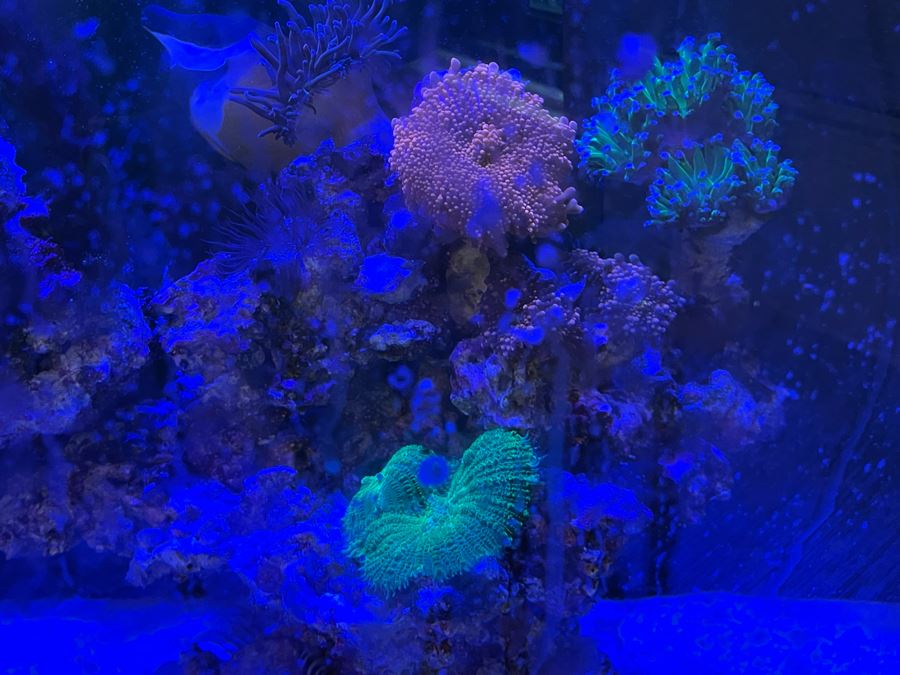 Large Salt Water Aquarium With Fish, Live Coral And Supplies 'NOTE: Pick Up From Carlsbad Home By Apt / May Need To Hire Special Delivery Co' 48W X 17D X 56H [Photo 5]