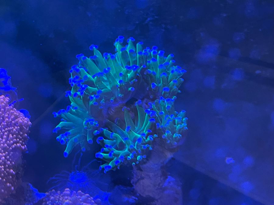 Large Salt Water Aquarium With Fish, Live Coral And Supplies 'NOTE: Pick Up From Carlsbad Home By Apt / May Need To Hire Special Delivery Co' 48W X 17D X 56H [Photo 37]