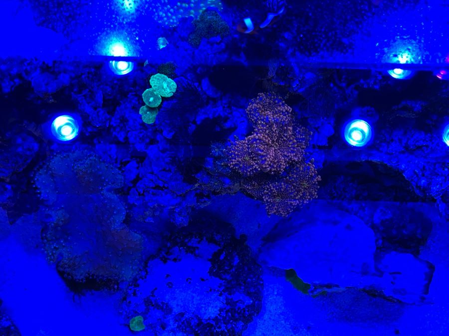 Large Salt Water Aquarium With Fish, Live Coral And Supplies 'NOTE: Pick Up From Carlsbad Home By Apt / May Need To Hire Special Delivery Co' 48W X 17D X 56H [Photo 15]