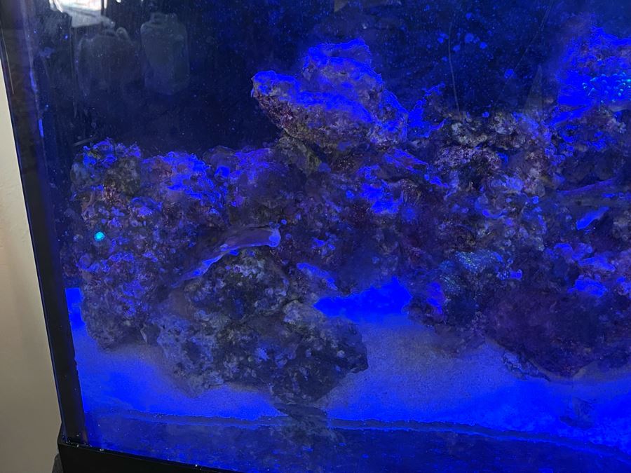 Large Salt Water Aquarium With Fish, Live Coral And Supplies 'NOTE: Pick Up From Carlsbad Home By Apt / May Need To Hire Special Delivery Co' 48W X 17D X 56H [Photo 12]