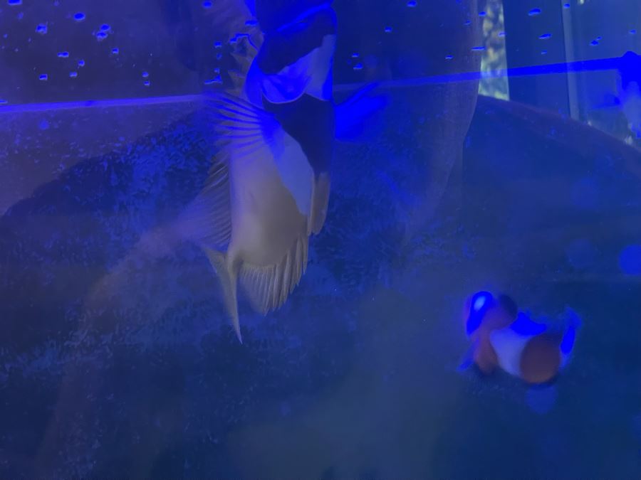 Large Salt Water Aquarium With Fish, Live Coral And Supplies 'NOTE: Pick Up From Carlsbad Home By Apt / May Need To Hire Special Delivery Co' 48W X 17D X 56H [Photo 31]