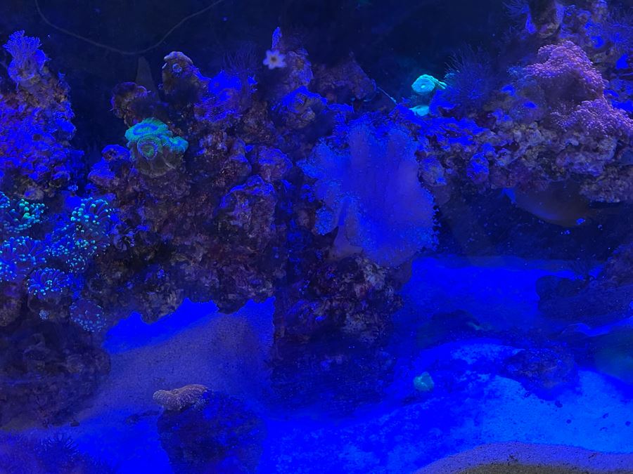 Large Salt Water Aquarium With Fish, Live Coral And Supplies 'NOTE: Pick Up From Carlsbad Home By Apt / May Need To Hire Special Delivery Co' 48W X 17D X 56H [Photo 14]
