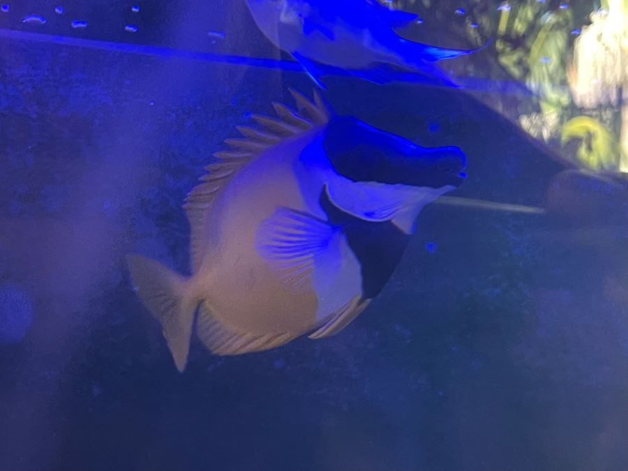 Large Salt Water Aquarium With Fish, Live Coral And Supplies 'NOTE: Pick Up From Carlsbad Home By Apt / May Need To Hire Special Delivery Co' 48W X 17D X 56H [Photo 33]