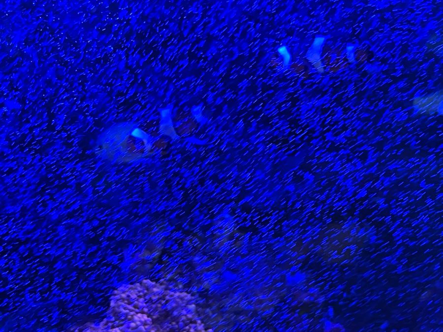 Large Salt Water Aquarium With Fish, Live Coral And Supplies 'NOTE: Pick Up From Carlsbad Home By Apt / May Need To Hire Special Delivery Co' 48W X 17D X 56H [Photo 9]