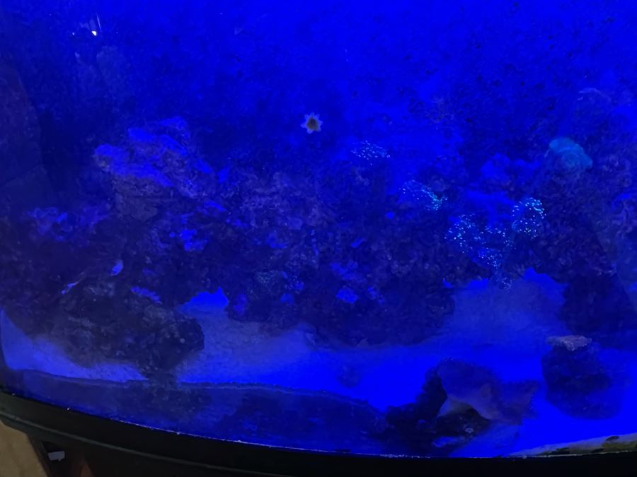 Large Salt Water Aquarium With Fish, Live Coral And Supplies 'NOTE: Pick Up From Carlsbad Home By Apt / May Need To Hire Special Delivery Co' 48W X 17D X 56H [Photo 10]