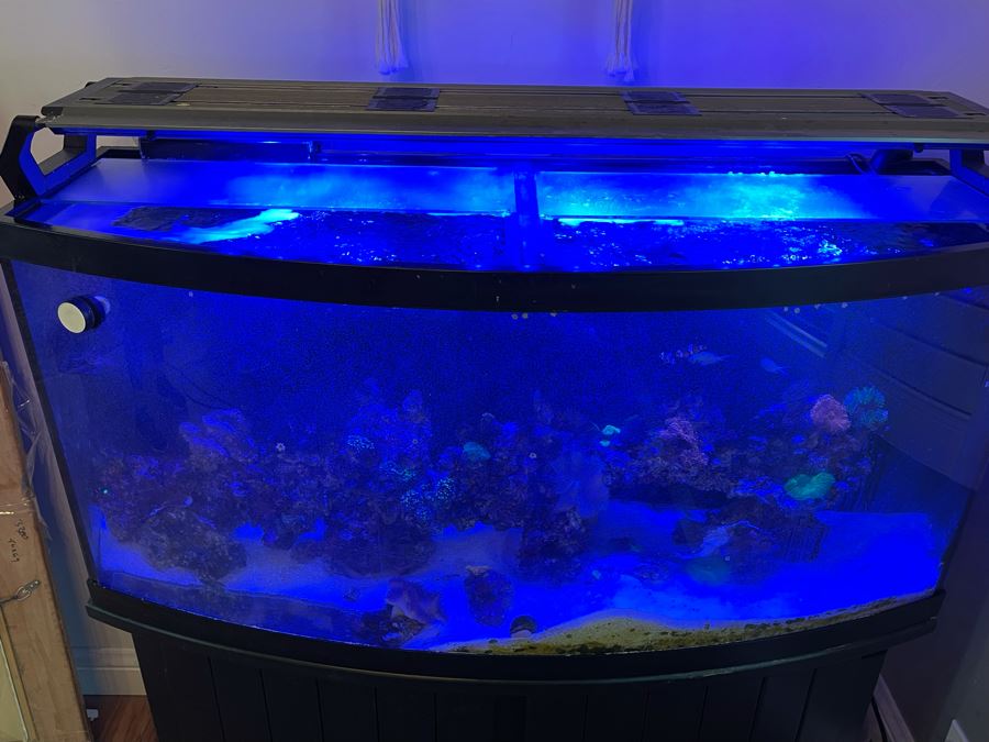 Large Salt Water Aquarium With Fish, Live Coral And Supplies 'NOTE: Pick Up From Carlsbad Home By Apt / May Need To Hire Special Delivery Co' 48W X 17D X 56H [Photo 8]