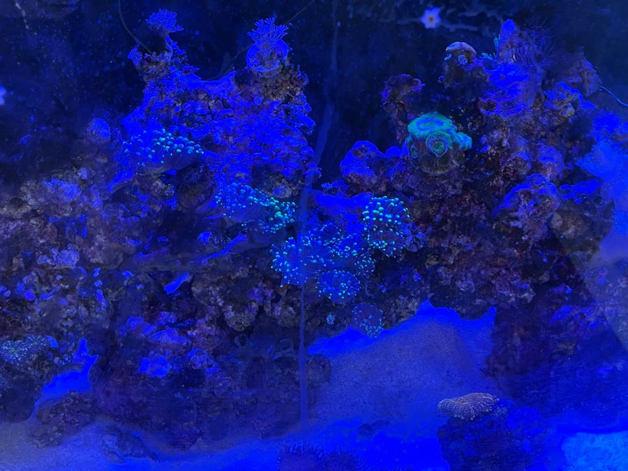 Large Salt Water Aquarium With Fish, Live Coral And Supplies 'NOTE: Pick Up From Carlsbad Home By Apt / May Need To Hire Special Delivery Co' 48W X 17D X 56H [Photo 13]