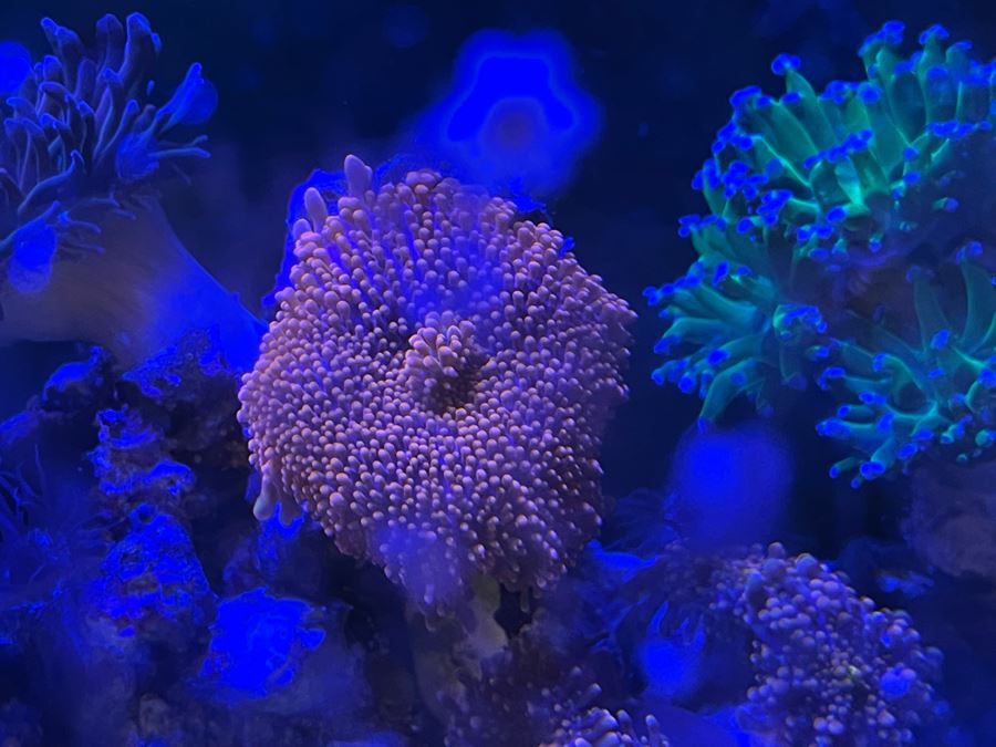 Large Salt Water Aquarium With Fish, Live Coral And Supplies 'NOTE: Pick Up From Carlsbad Home By Apt / May Need To Hire Special Delivery Co' 48W X 17D X 56H [Photo 36]