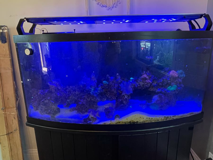 Large Salt Water Aquarium With Fish, Live Coral And Supplies 'NOTE: Pick Up From Carlsbad Home By Apt / May Need To Hire Special Delivery Co' 48W X 17D X 56H [Photo 11]