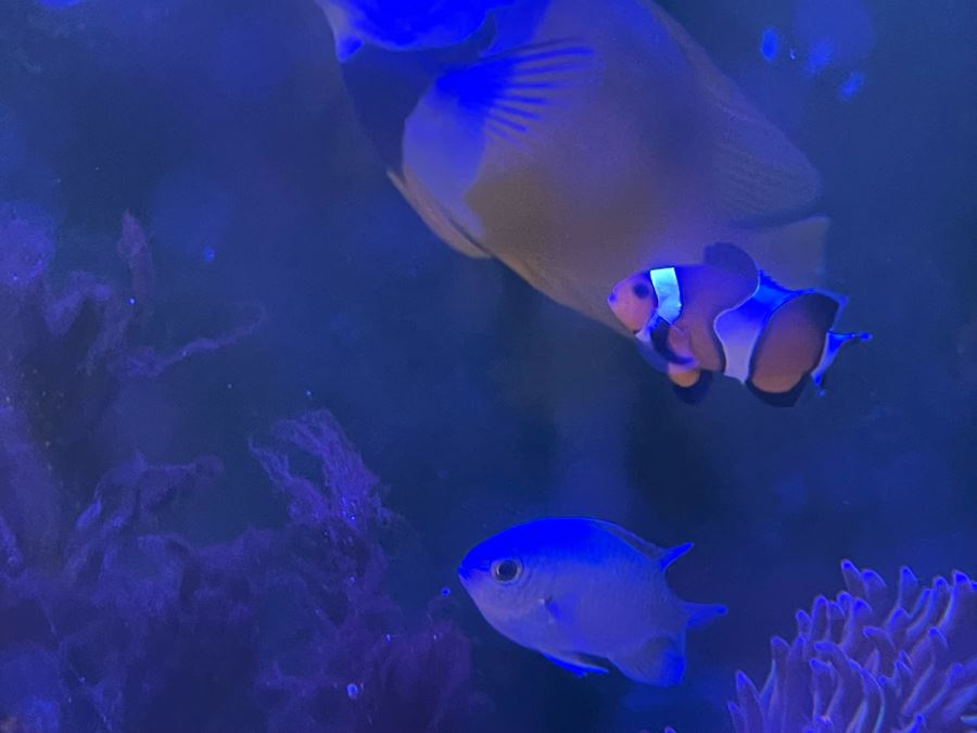 Large Salt Water Aquarium With Fish, Live Coral And Supplies 'NOTE: Pick Up From Carlsbad Home By Apt / May Need To Hire Special Delivery Co' 48W X 17D X 56H [Photo 2]