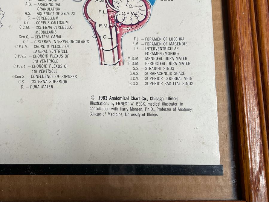 Framed Poster Of The Brain By Parke-Davis 24 X 31 [Photo 7]