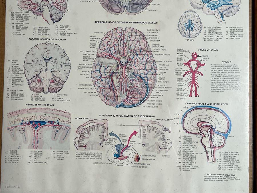 Framed Poster Of The Brain By Parke-Davis 24 X 31 [Photo 6]