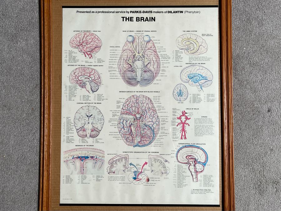 Framed Poster Of The Brain By Parke-Davis 24 X 31 [Photo 3]