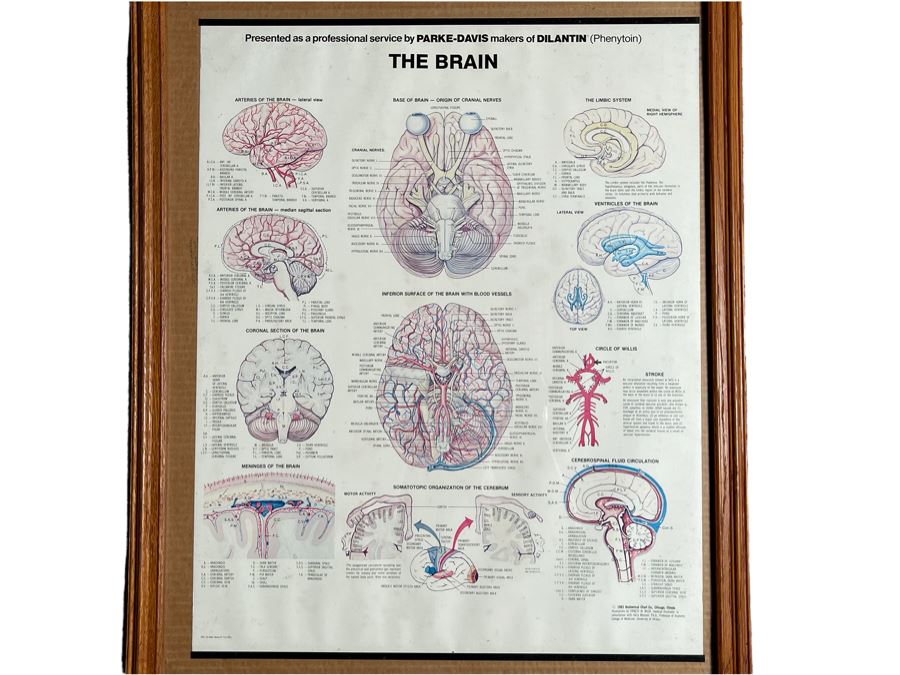 Framed Poster Of The Brain By Parke-Davis 24 X 31