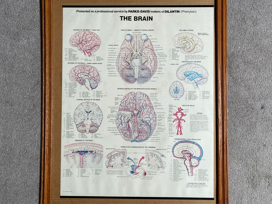 Framed Poster Of The Brain By Parke-Davis 24 X 31 [Photo 2]