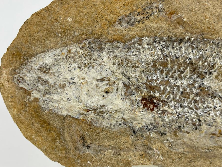 Fish Fossil With Acrylic Stand 9.5W X 4.5H X 2D [Photo 6]