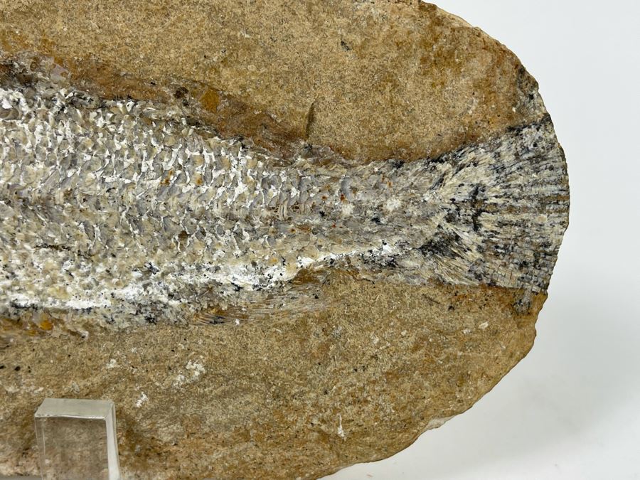 Fish Fossil With Acrylic Stand 9.5W X 4.5H X 2D [Photo 4]