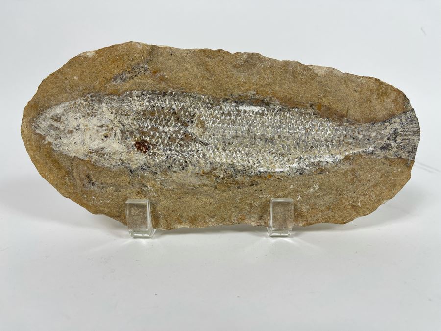 Fish Fossil With Acrylic Stand 9.5W X 4.5H X 2D [Photo 2]