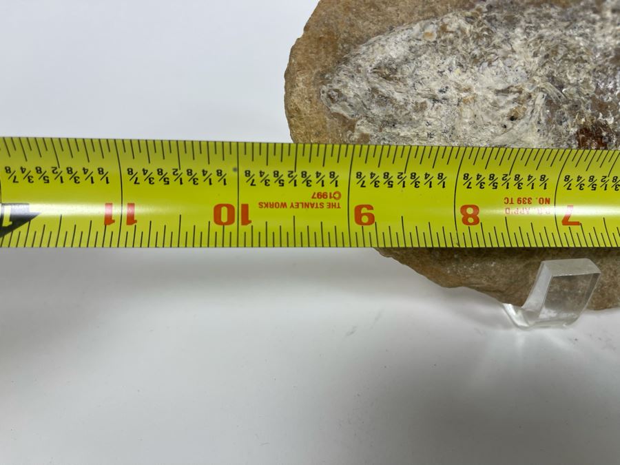 Fish Fossil With Acrylic Stand 9.5W X 4.5H X 2D [Photo 9]