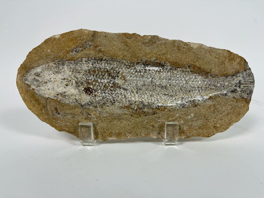 Fish Fossil With Acrylic Stand 9.5W X 4.5H X 2D [Photo 3]