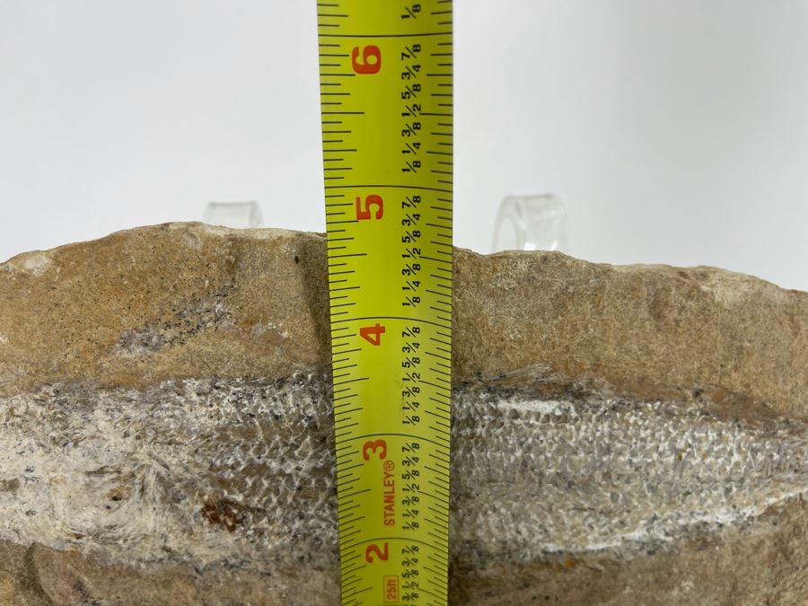 Fish Fossil With Acrylic Stand 9.5W X 4.5H X 2D [Photo 10]