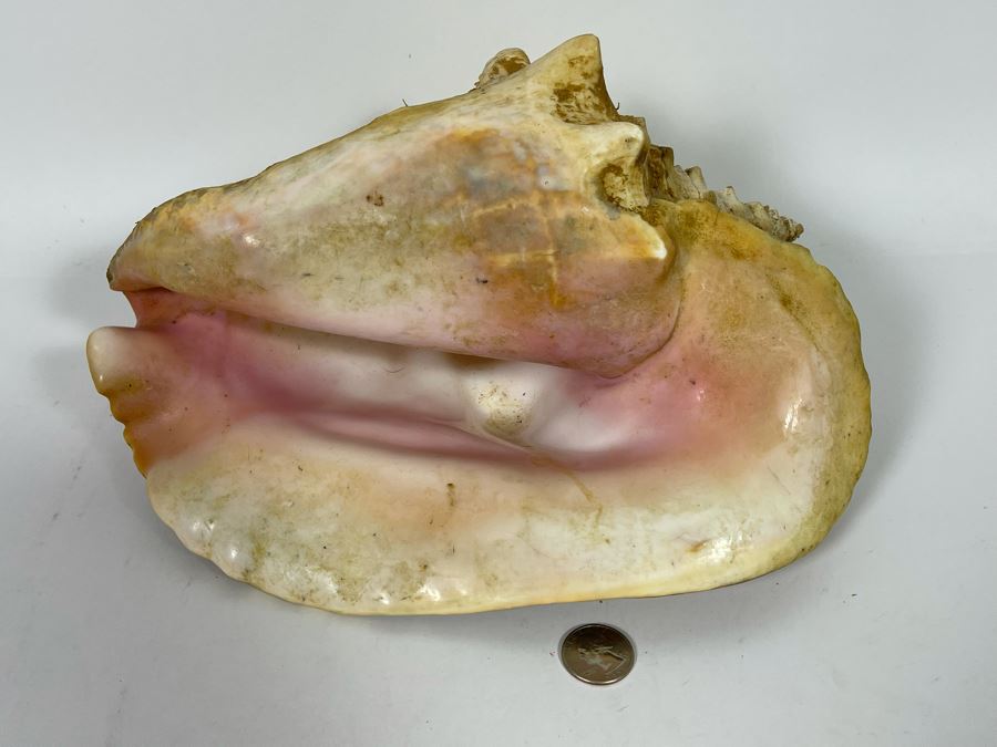 JUST ADDED - Large 12”L Organic Conch Seashell [Photo 4]