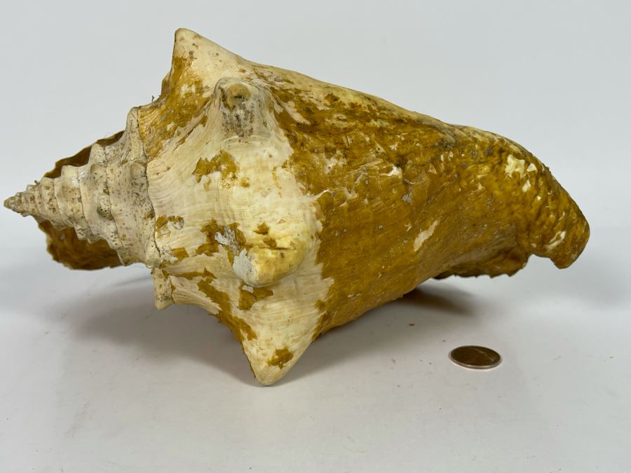 JUST ADDED - Large 12”L Organic Conch Seashell [Photo 7]