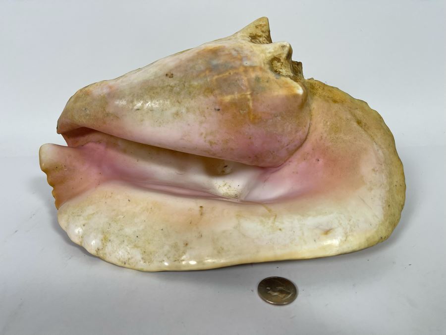 JUST ADDED - Large 12”L Organic Conch Seashell [Photo 3]