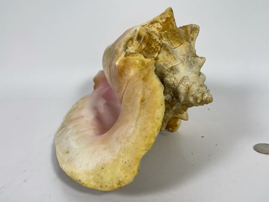 JUST ADDED - Large 12”L Organic Conch Seashell [Photo 6]