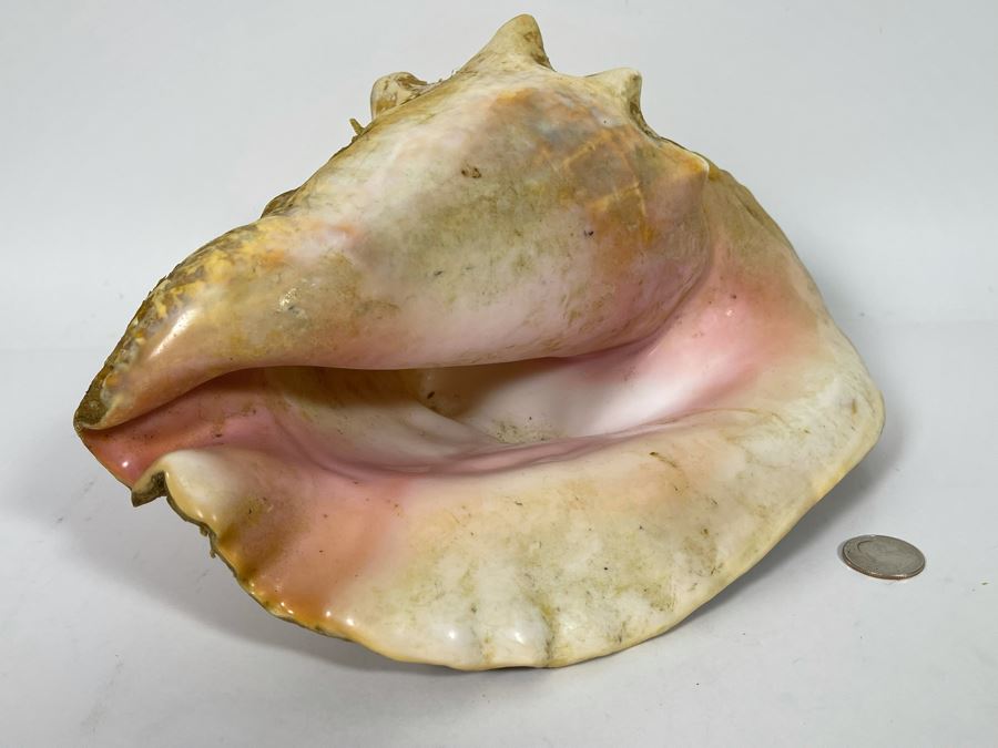 JUST ADDED - Large 12”L Organic Conch Seashell [Photo 5]