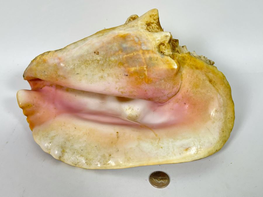 JUST ADDED - Large 12”L Organic Conch Seashell [Photo 1]