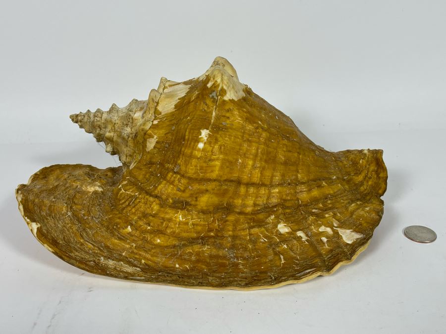 JUST ADDED - Large 12”L Organic Conch Seashell [Photo 8]