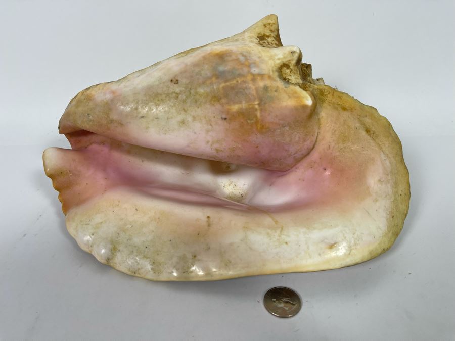 JUST ADDED - Large 12”L Organic Conch Seashell [Photo 2]