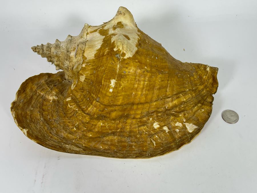 JUST ADDED - Large 12”L Organic Conch Seashell [Photo 9]