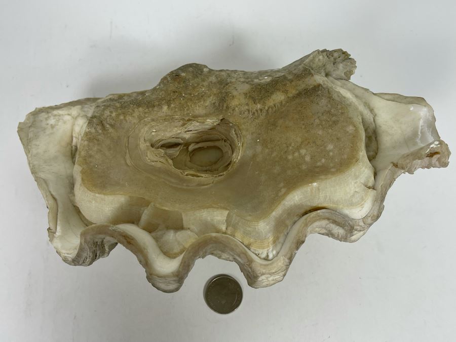 Large Fossilized Clam In Half Clam Shell 10W [Photo 7]