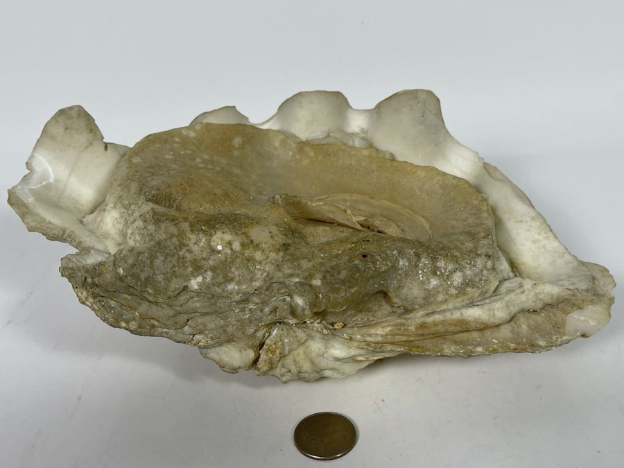 Large Fossilized Clam In Half Clam Shell 10W [Photo 10]
