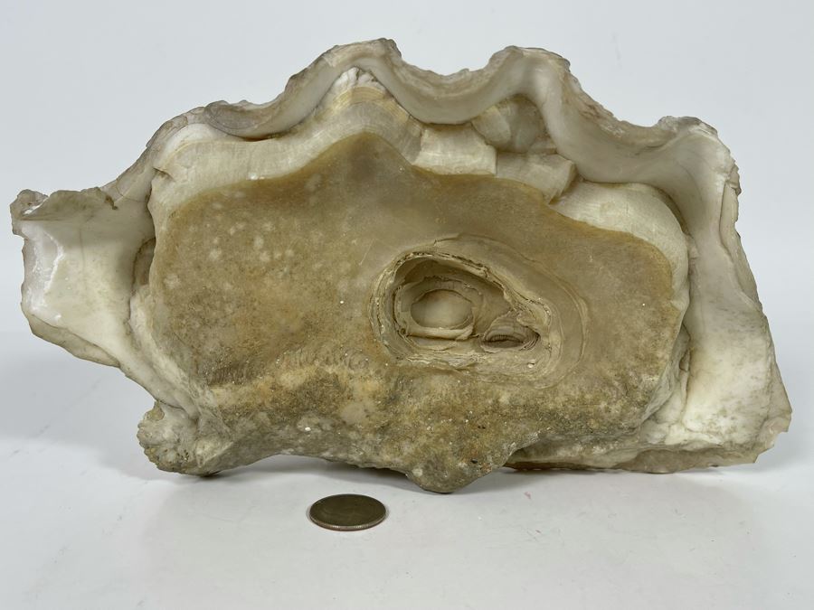 Large Fossilized Clam In Half Clam Shell 10W [Photo 3]