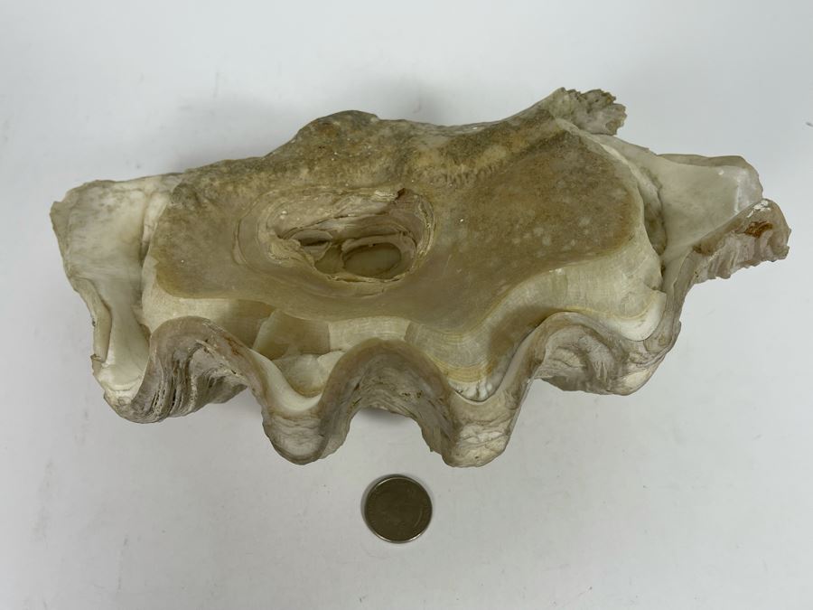 Large Fossilized Clam In Half Clam Shell 10W [Photo 6]